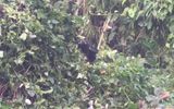 A chance encounter with a gorilla in Rwanda