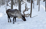At the Running Reindeer Ranch near Fairbanks visitors can get up close with a herd of reindeer and even play with them. Here, a reindeer pokes through the snow searching for lichen, their favorite winter food.