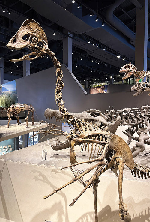 Dinosaur fossils on display at the Natural History Museum of Utah at the University of Utah campus in Salt Lake City.