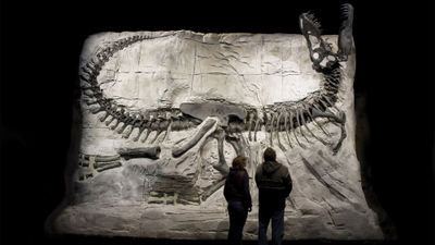 Dinosaur fossil exhibtion at the Royal Tyrrell Museum in Alberta, Canada. The museum is included in Dinosaur Trips' inaugural 11-night Badlands & Beyond itinerary.