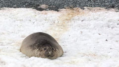 Each year, elephant seals take a month or so to shed their worn fur for a new coat.