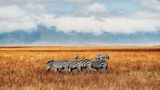 EF Go Ahead Tours is offering a Kenya safari trip for solo travelers.