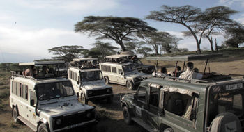 Safari vehicles cluster near trees where a leopard was spotted in the Ndutu plains region of the Serengeti.