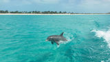 A dolphin spotted not far from the beach in Providenciales, Turks and Caicos.